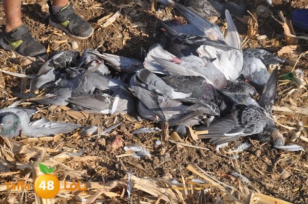 7amam lud monir 908 (21).JPG